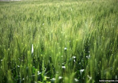 ## 博彩公司信誉：USDT充值标准流程与常见误区解析